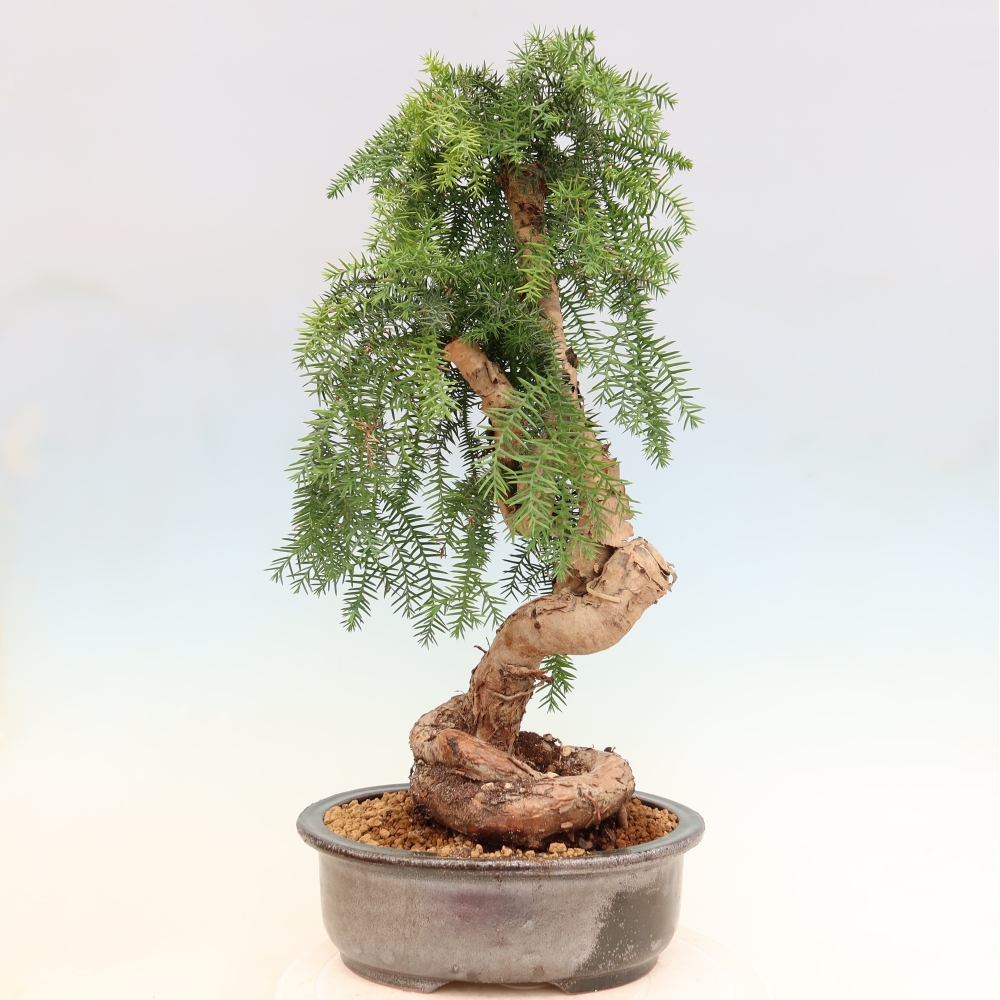 Bonsai domowe – araukaria – domowa sosenka