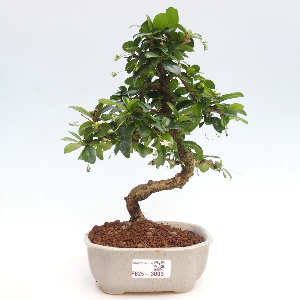 Bonsai wewnętrzne - Carmona makrophylla - Herbata Fuki