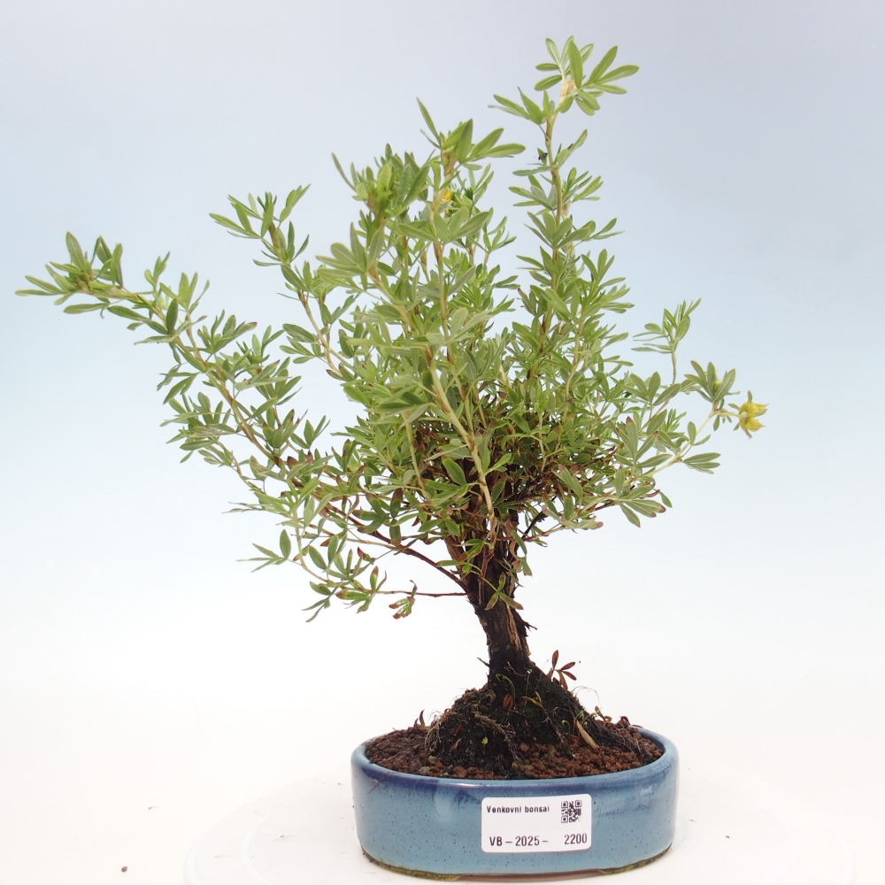 Outdoor bonsai-Pięciolistnik - Potentila fruticosa żółty Ptak