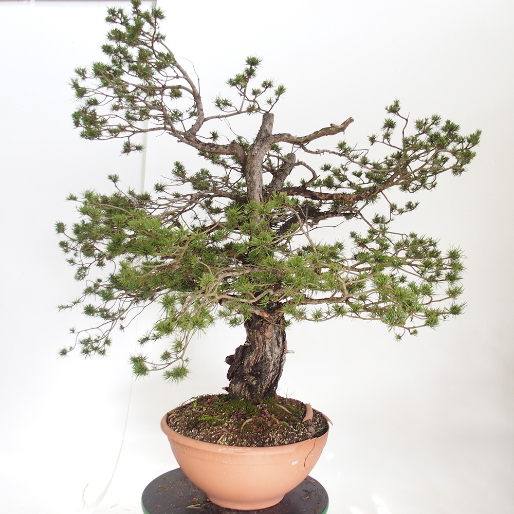 Yamadori - Pinus sylvestris Hiszpania