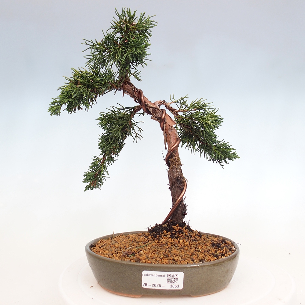 Bonsai zewnętrzne - Juniperus chinensis Kishu - Jałowiec chiński