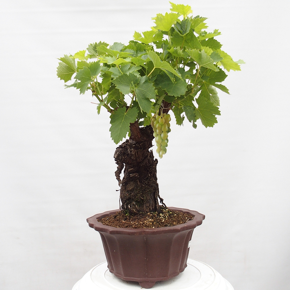 Bonsai plenerowe - Vitis vinnifera MUSKAT ITALIA  - Winorośl