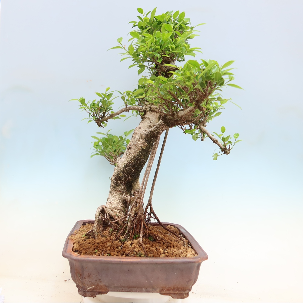 Pokój bonsai - Ficus kimmen - figowiec drobnolistny