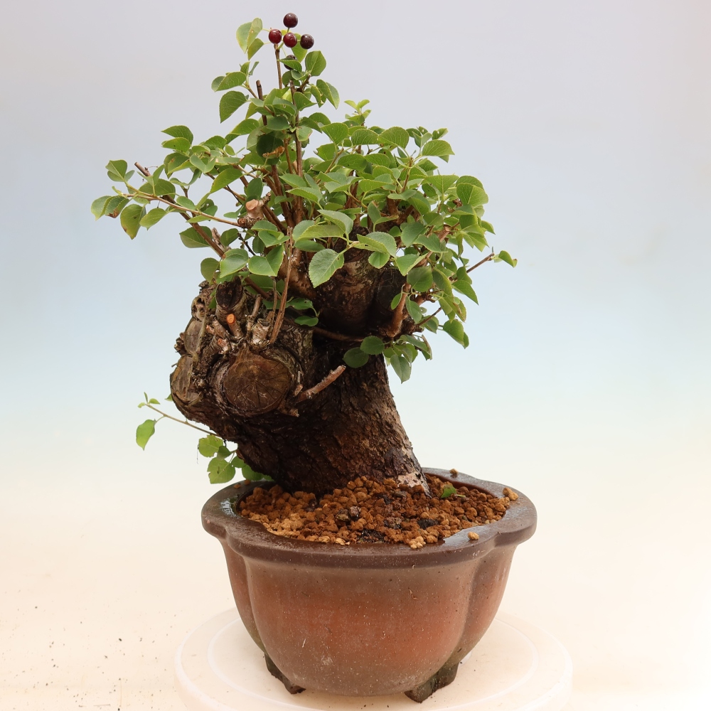 Bonsai ogrodowe – Mahalebka – Prunus mahaleb