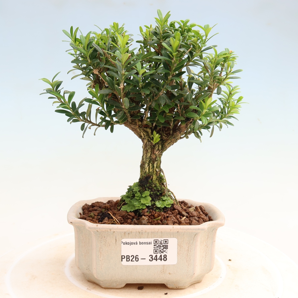 Pokój bonsai - Buxus harlandii - buxus korkowy