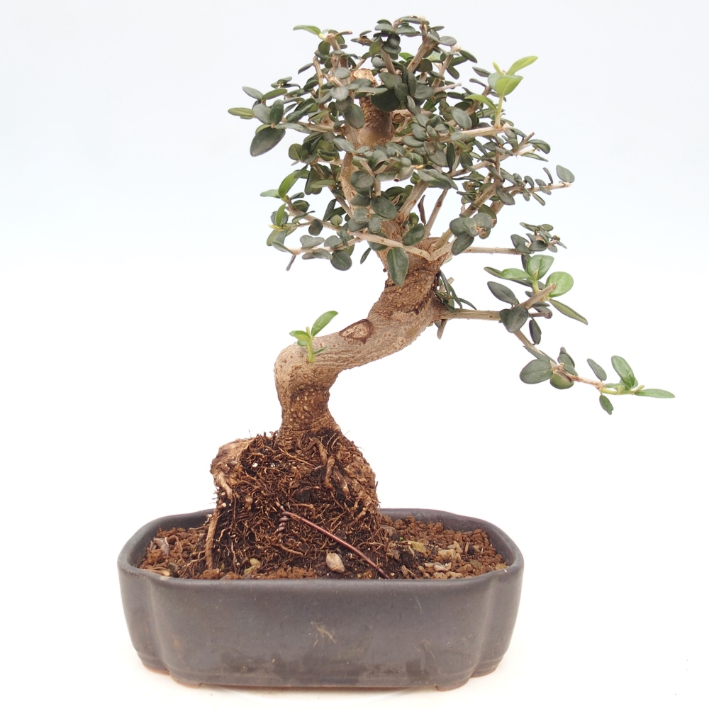 Bonsai do wnętrz - Olea europaea sylvestris