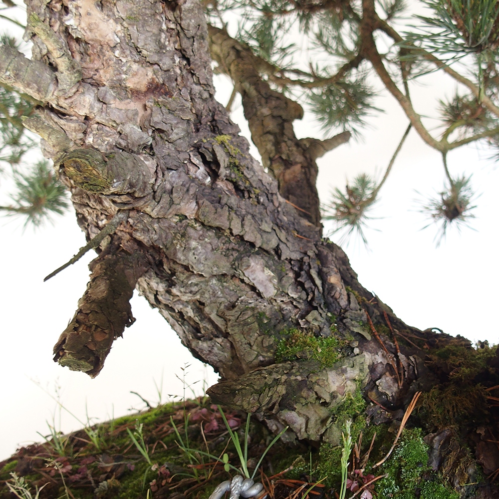 Yamadori - Pinus sylvestris Hiszpania