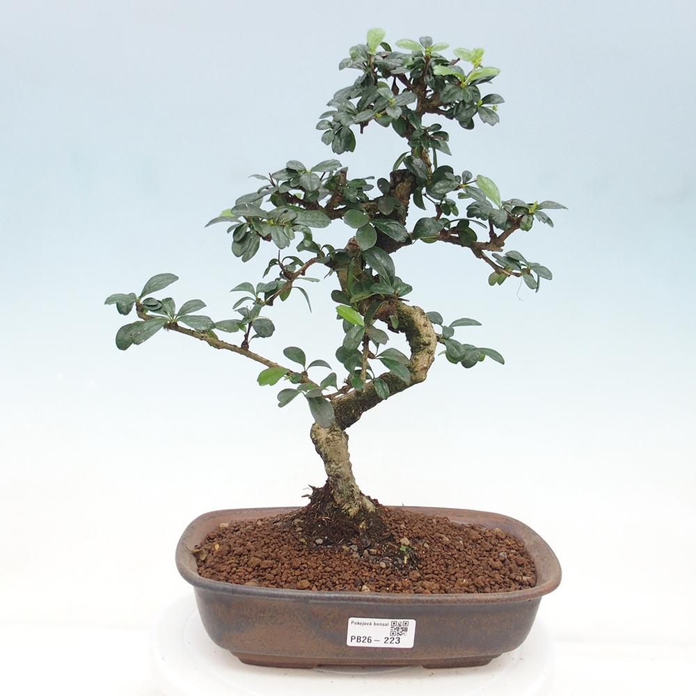 Bonsai pokojowe - Carmona macrophylla - Tea fuki