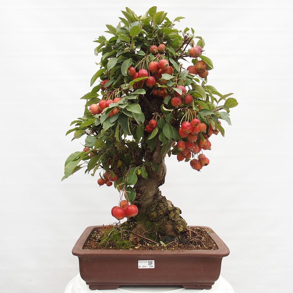 Bonsai plenerowe - Malus Halliana - Jabłoń drobnoowocowa