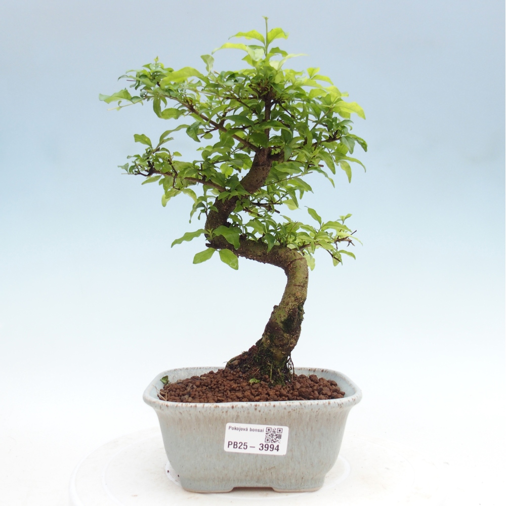Pokój bonsai - Ligustrum chinensis - Dziób ptaka