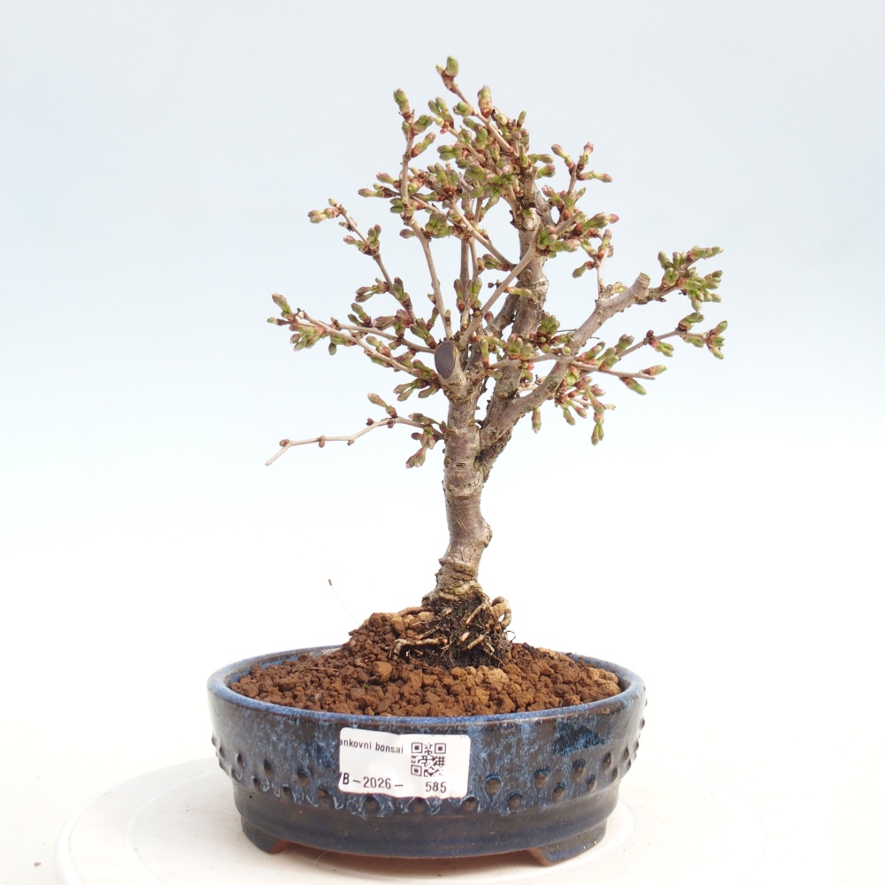 Outdoor bonsai - Prunus incisa Kojou-no mai-Plivon wycięty