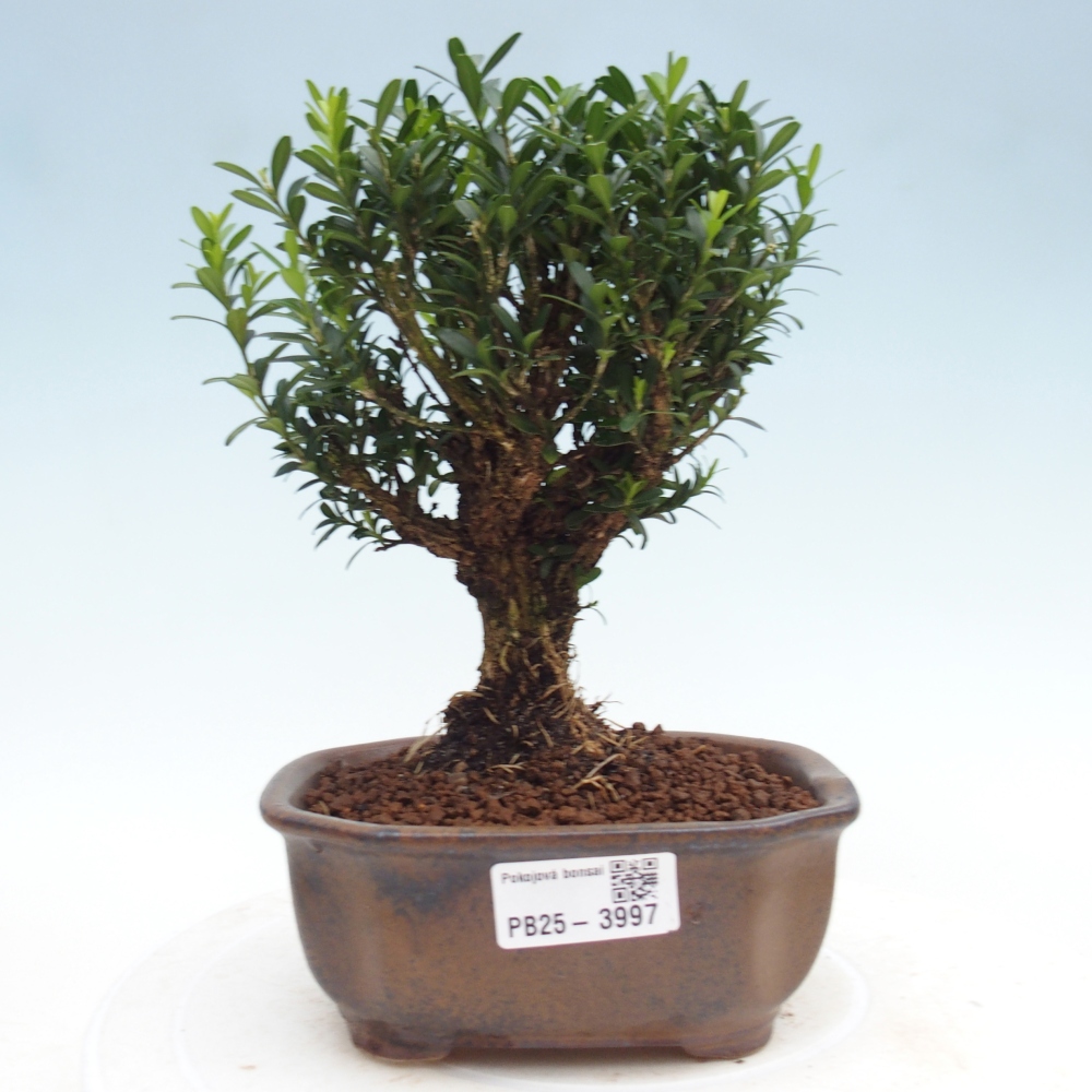 Pokój bonsai - Buxus harlandii - buxus korkowy