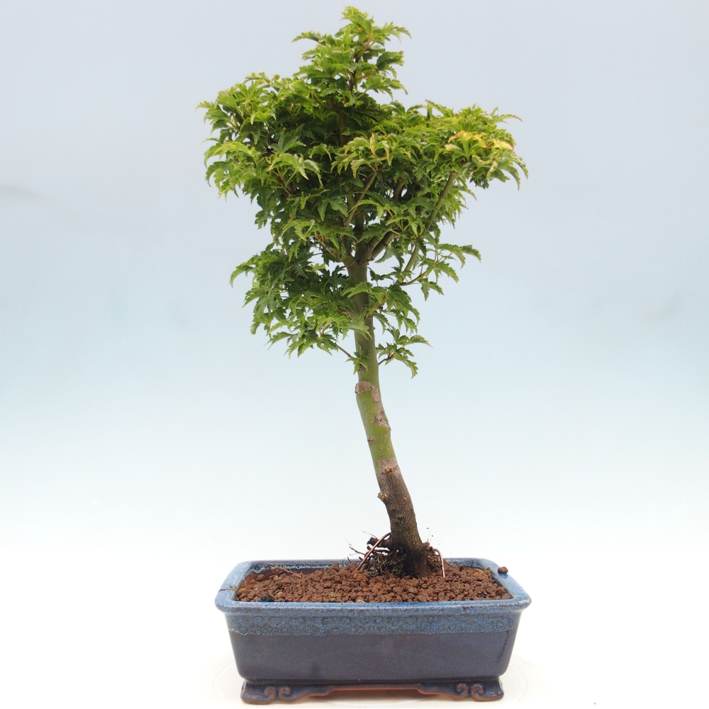Bonsai zewnętrzne - klon Acer palmatum Shishigashira