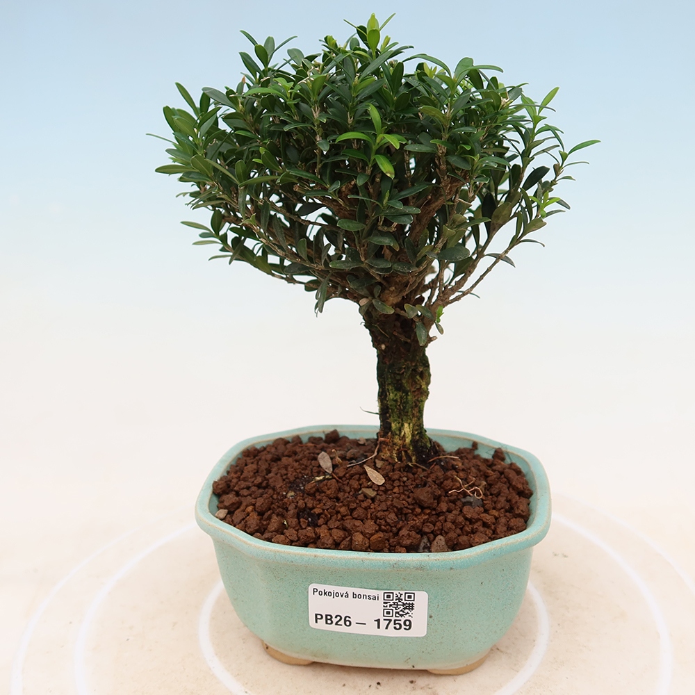 Pokój bonsai - Buxus harlandii - buxus korkowy
