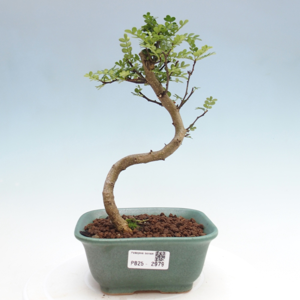 Bonsai do wnętrz - Zantoxylum piperitum - Mięta pieprzowa
