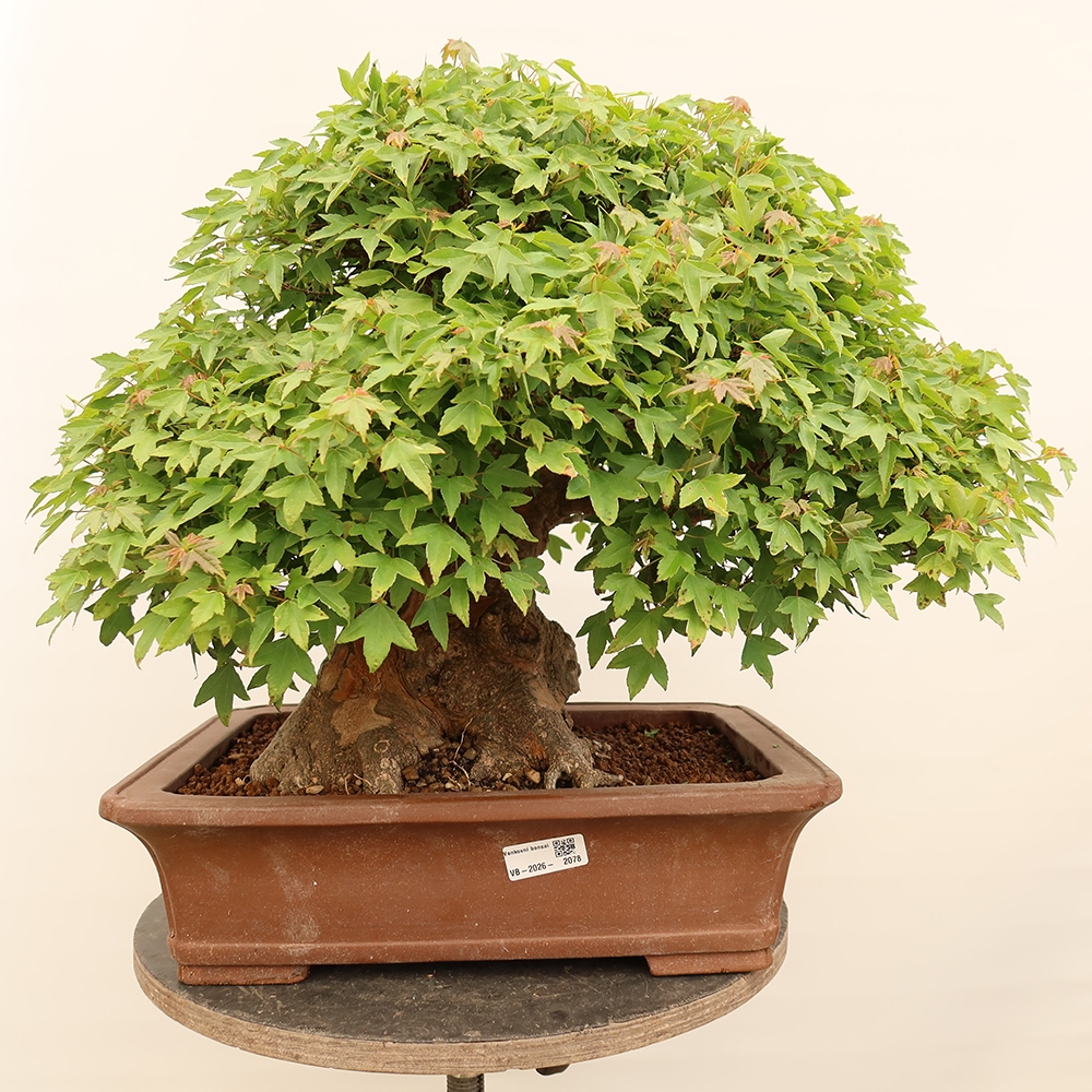 Outdoor bonsai - Klon burgeryjski - Acer burgerianum