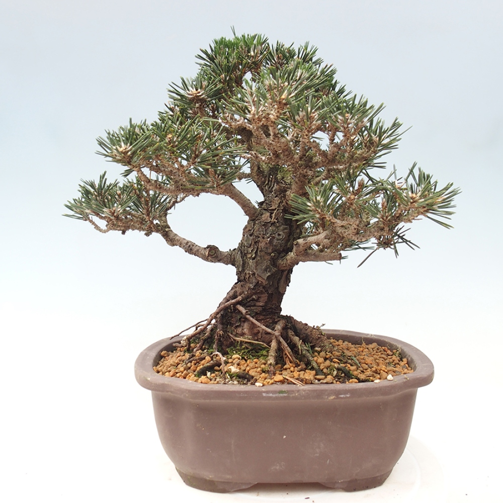 Outdoor bonsai - Pinus thunbergii Kotobuki - Sosna Thunberga