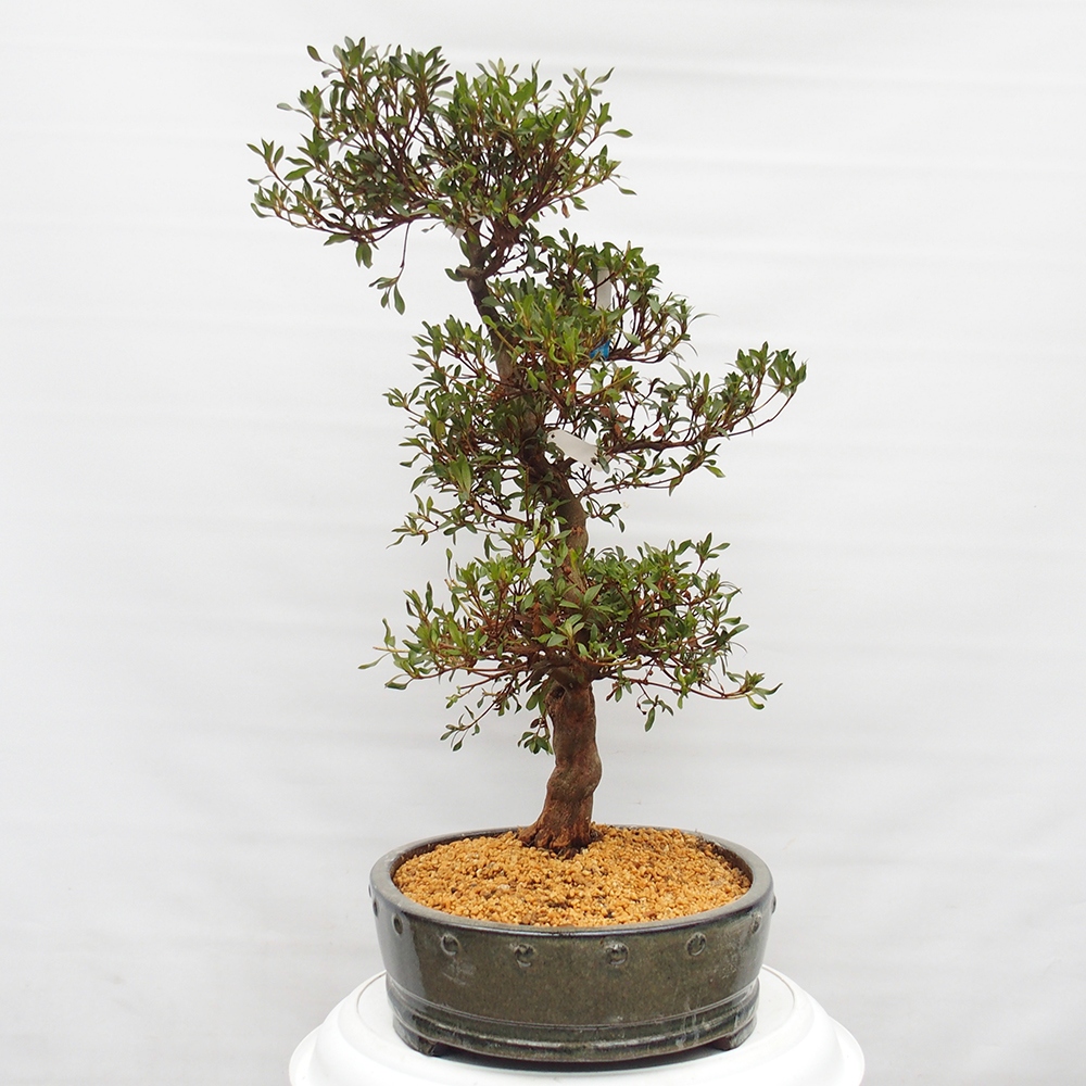 Bonsai zewnętrzne - Azalia japońska - Azalia CHIHIRO