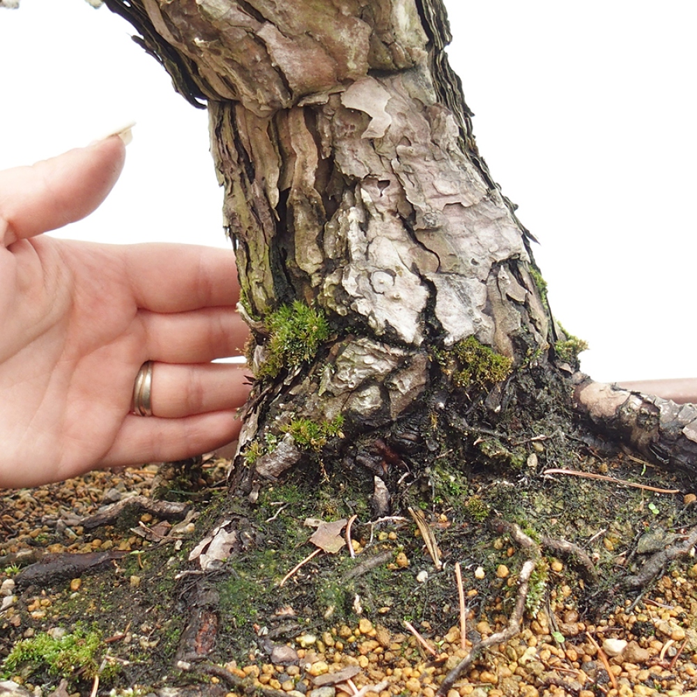 Outdoor bonsai - Pinus parviflora - Pinus parviflora