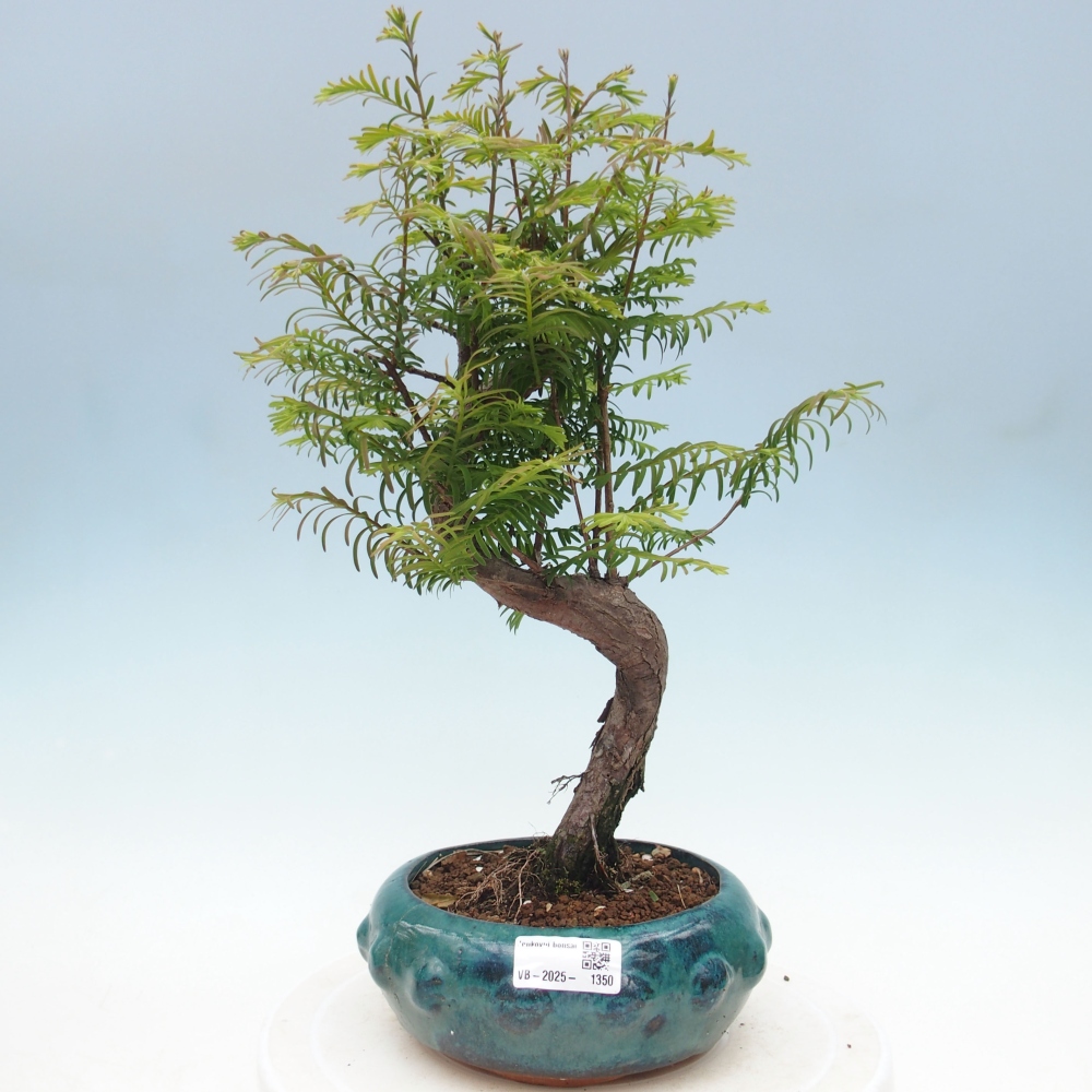 Outdoor bonsai - Metasequoia glyptostroboides - chińskie metasekvoje