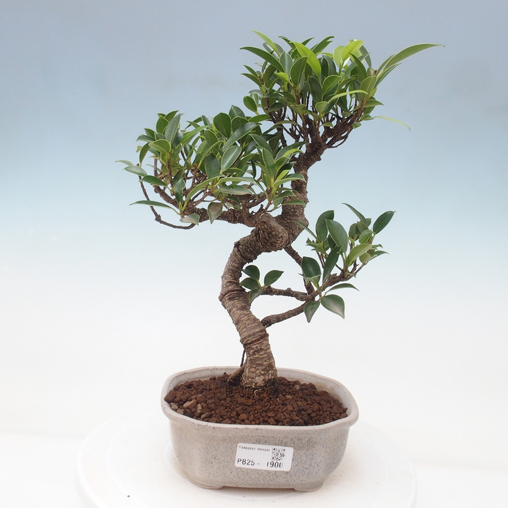 Kryty bonsai - Ficus retusa - figowiec drobnolistny