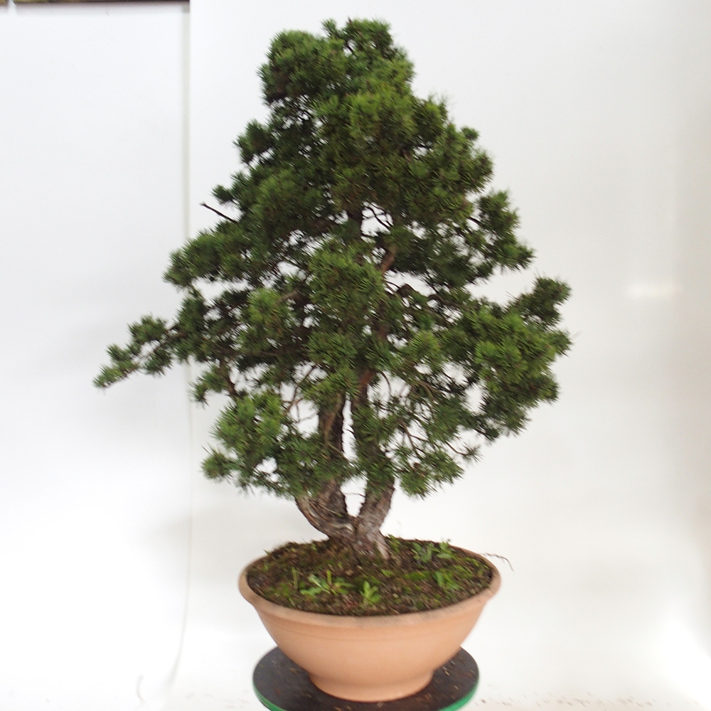 Yamadori - Pinus sylvestris Hiszpania