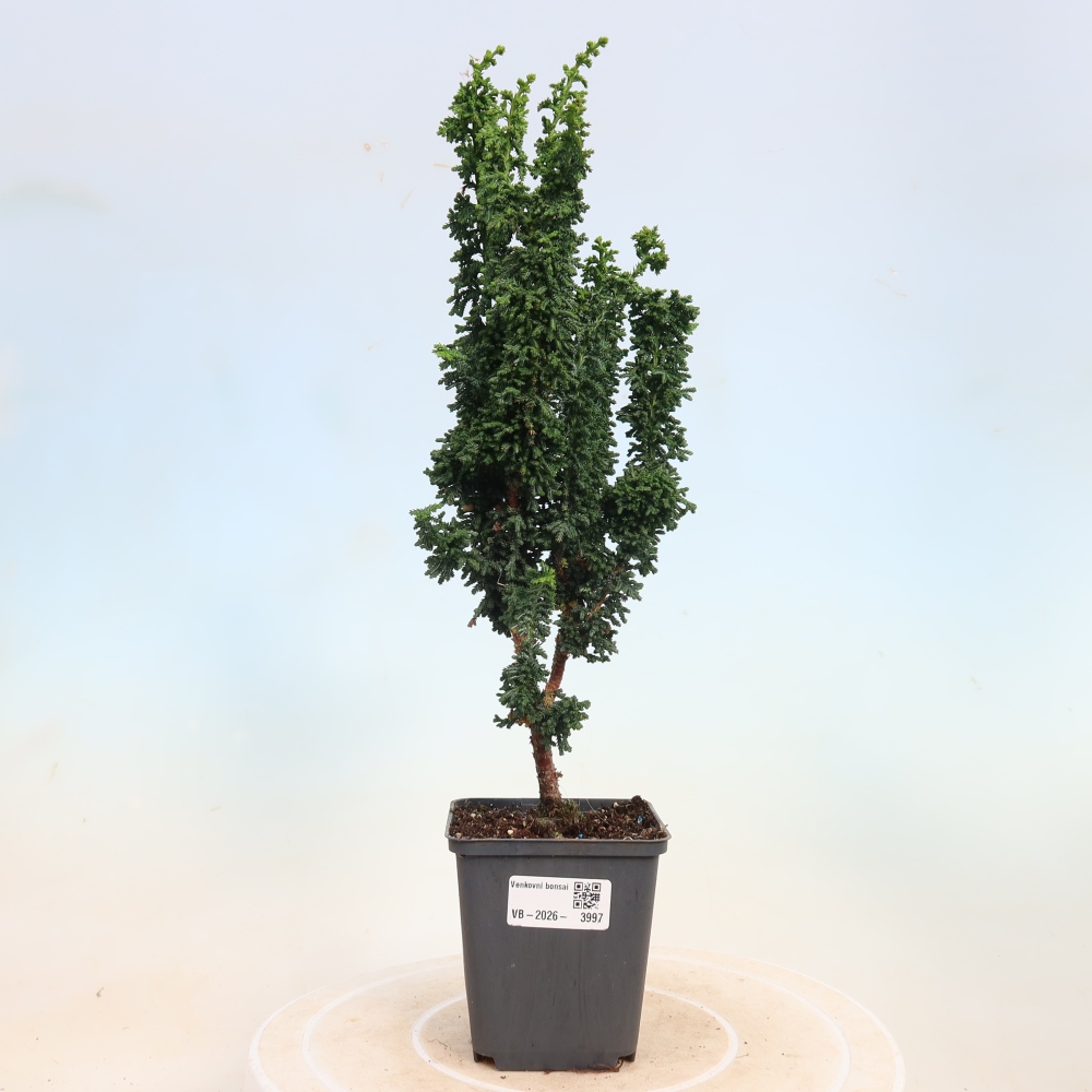 Bonsai zewnętrzne - Cham. obtusa SEKKA HINOKI - Cyprys