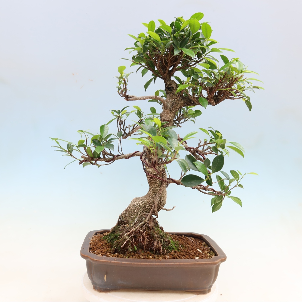 Pokój bonsai - Ficus kimmen - figowiec drobnolistny