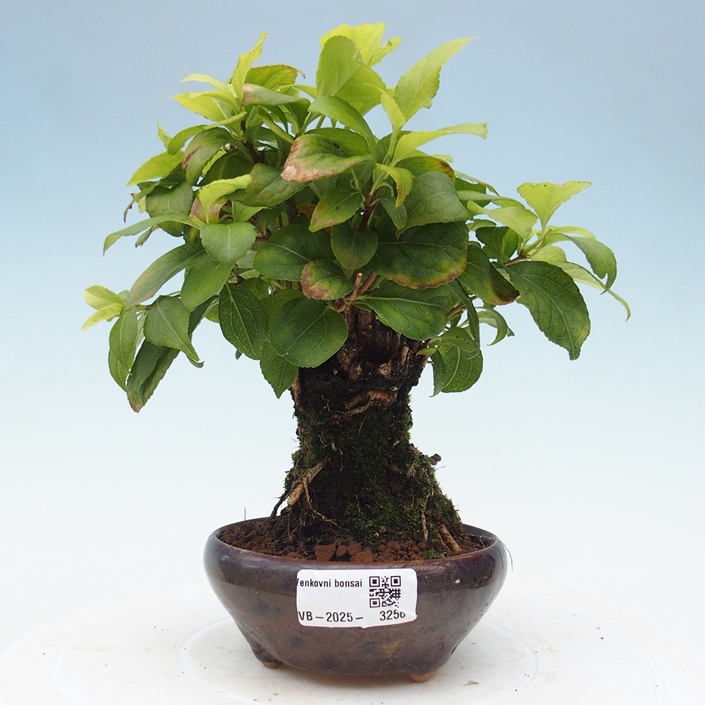 Bonsai na zewnątrz - Celastrus Jesenec