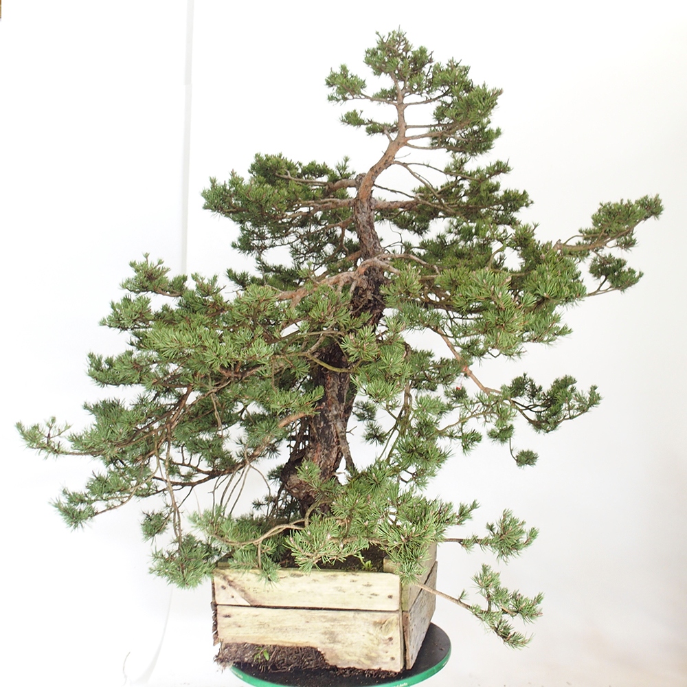 Yamadori - Pinus sylvestris Hiszpania