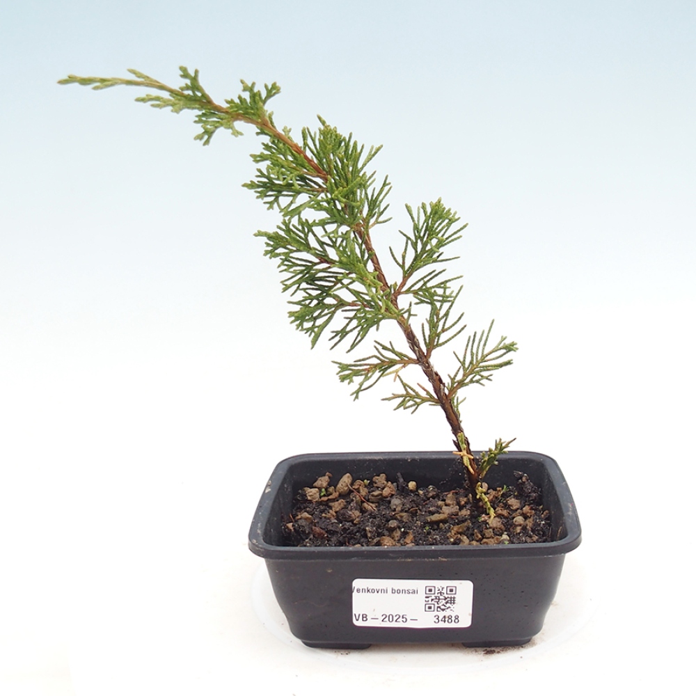 Outdoor bonsai - Juniperus chinensis Itoigawa - Jałowiec chiński
