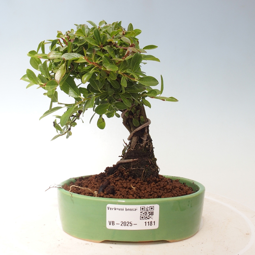 Outdoor bonsai - Salix - Wierzba