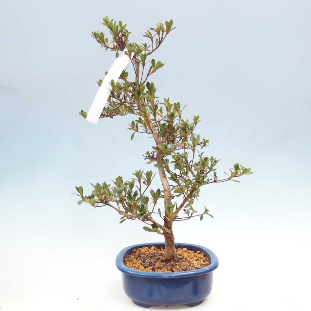 Outdoor bonsai - Azalia japońska - Azalia Yoko