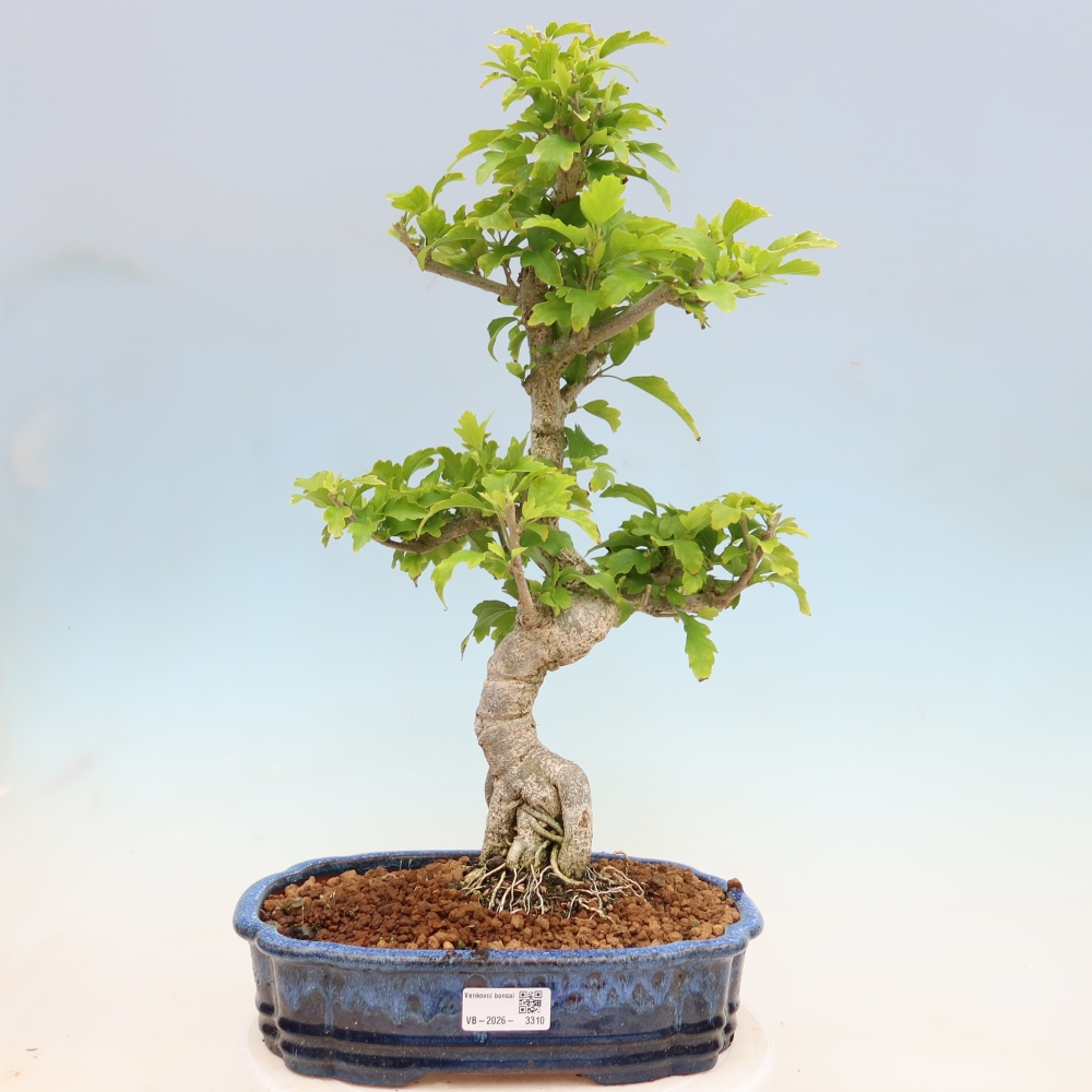 Bonsai ogrodowe – Hibiscus syriacus – hibiskus syryjski