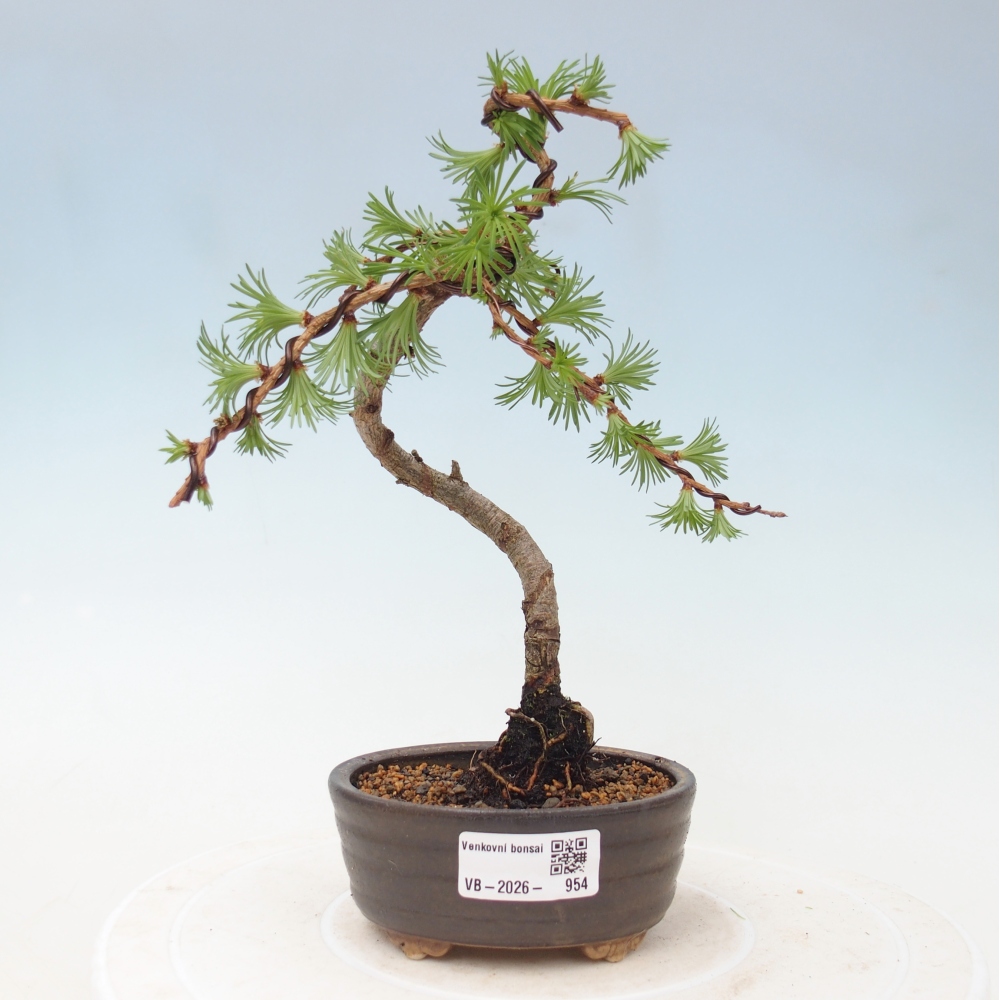 Outdoor bonsai - Larix Kaempferi - Modrzew japoński
