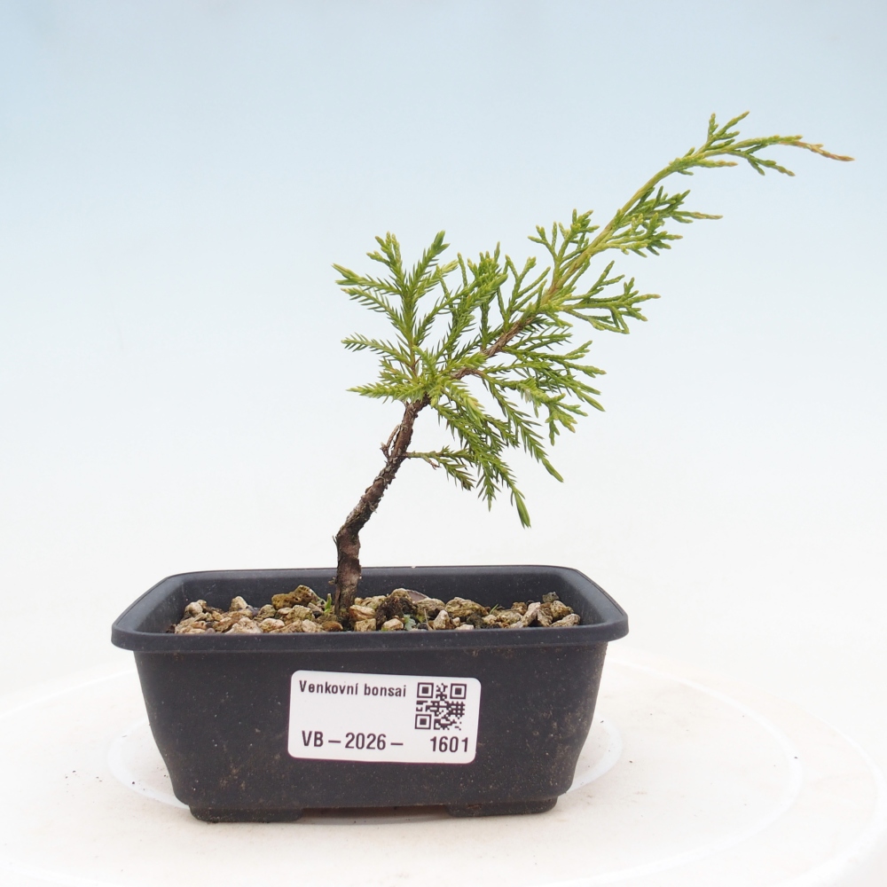 Outdoor bonsai - Juniperus chinensis Itoigawa