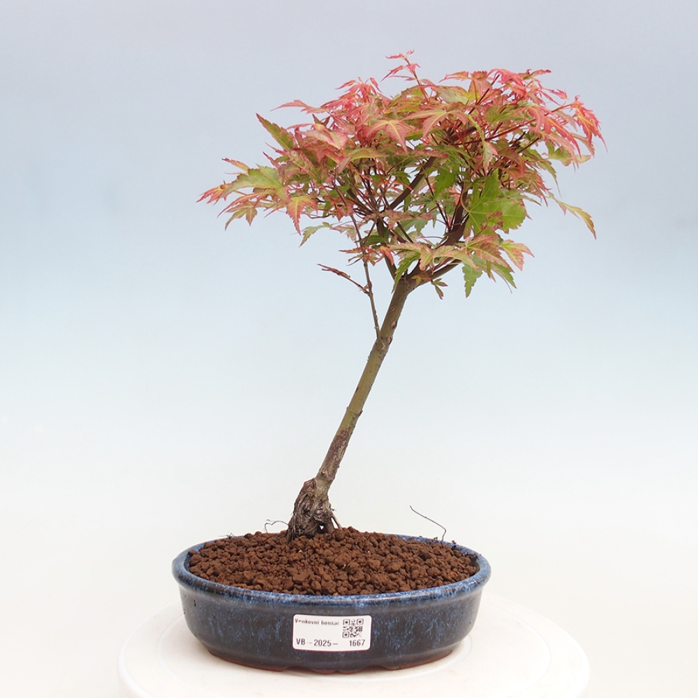 Klon - Acer palmatum Beni Tsukasa