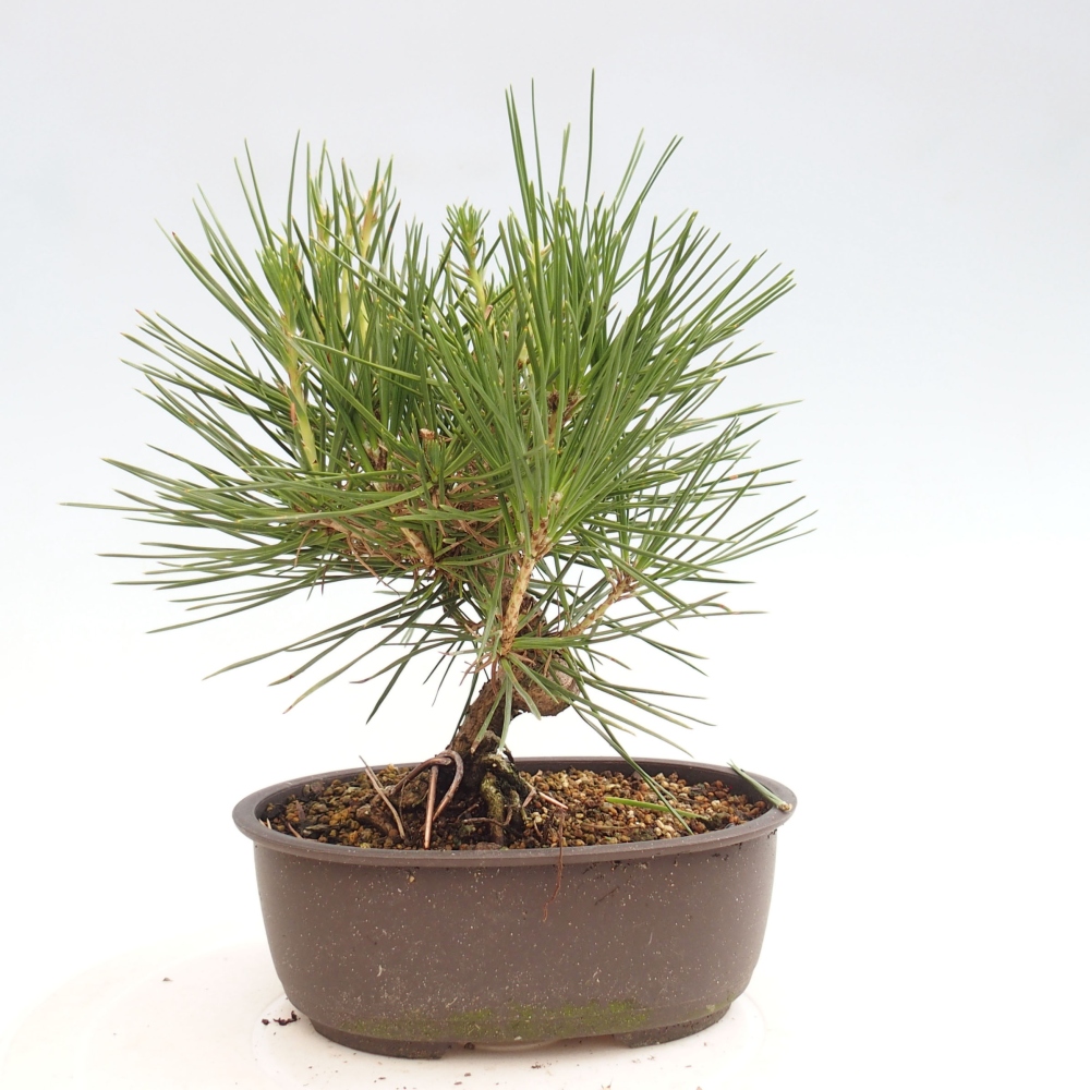 Bonsai ogrodowe - Pinus thunbergii - Sosna Thunbergia