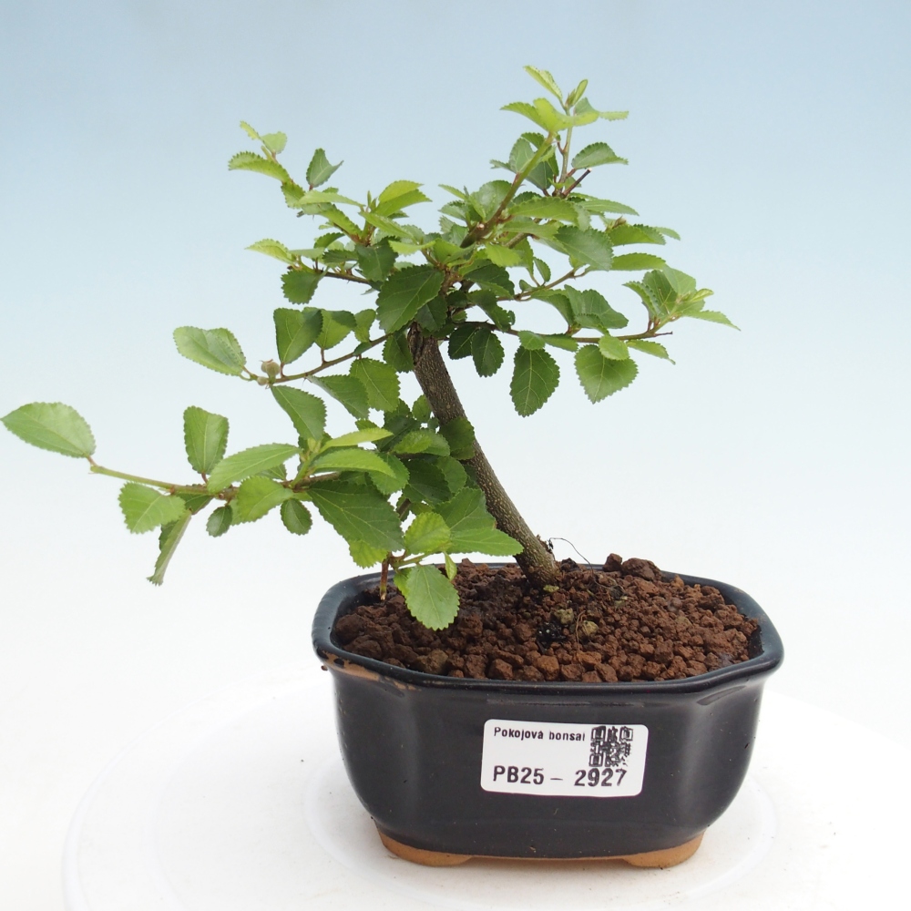 Kryty bonsai - Grewia occidentalis - Lawendowa gwiazda