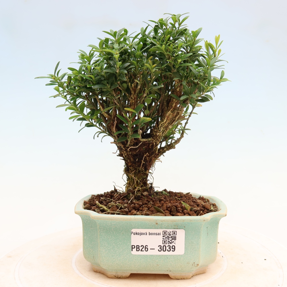 Pokój bonsai - Buxus harlandii - buxus korkowy