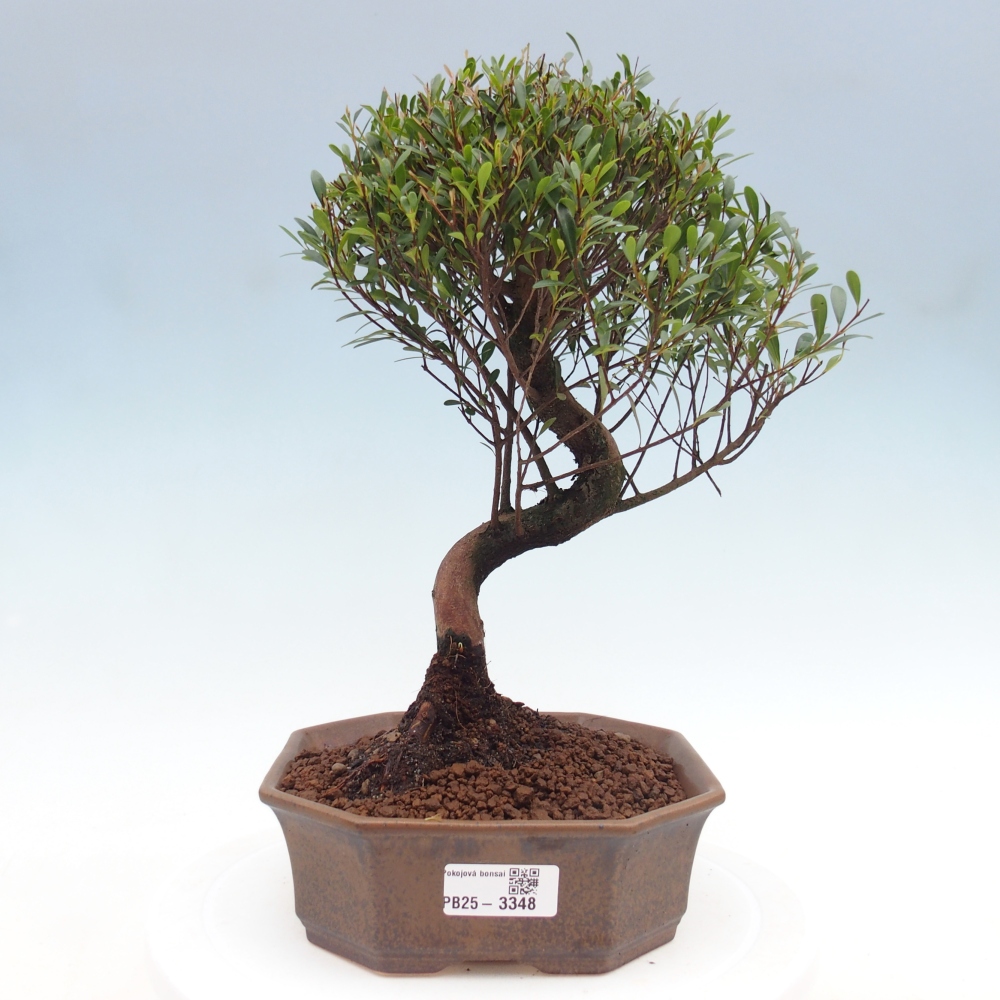 Pokój bonsai - Syzygium - Pimento
