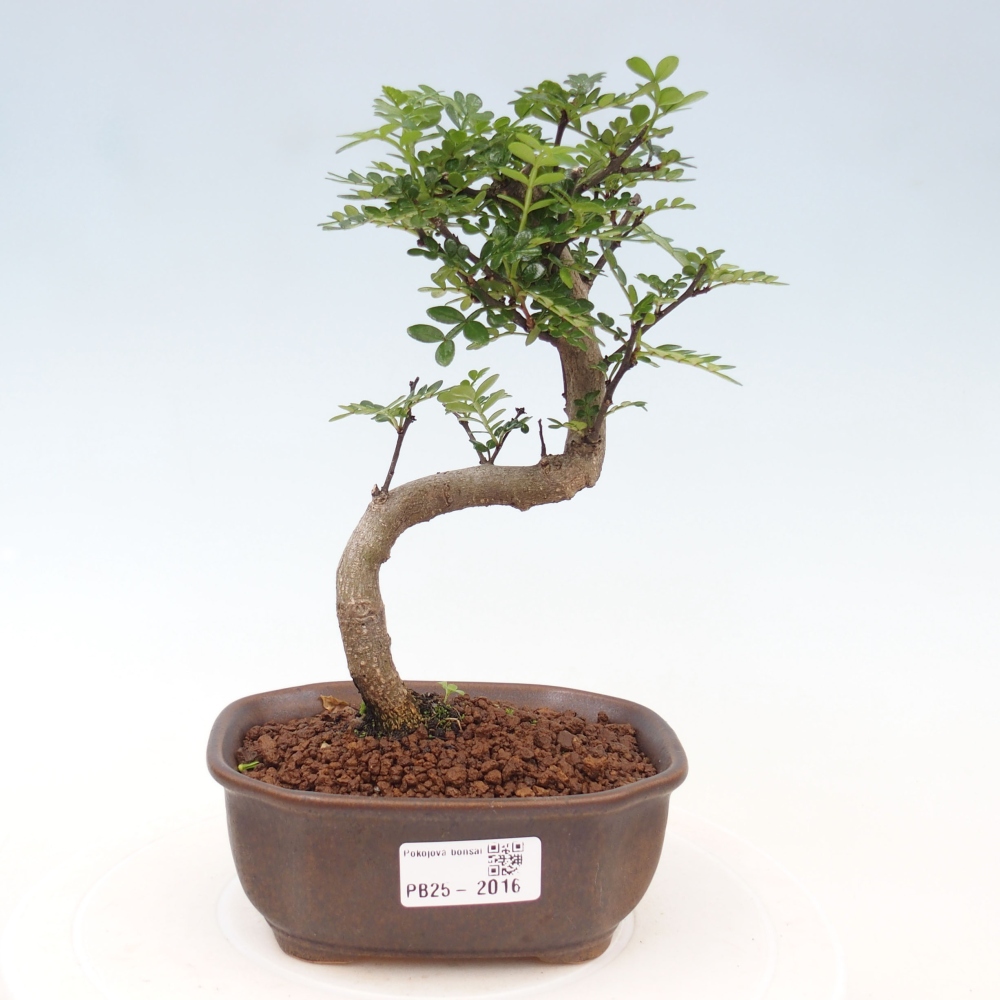 Kryty bonsai - Zantoxylum piperitum - Mięta pieprzowa