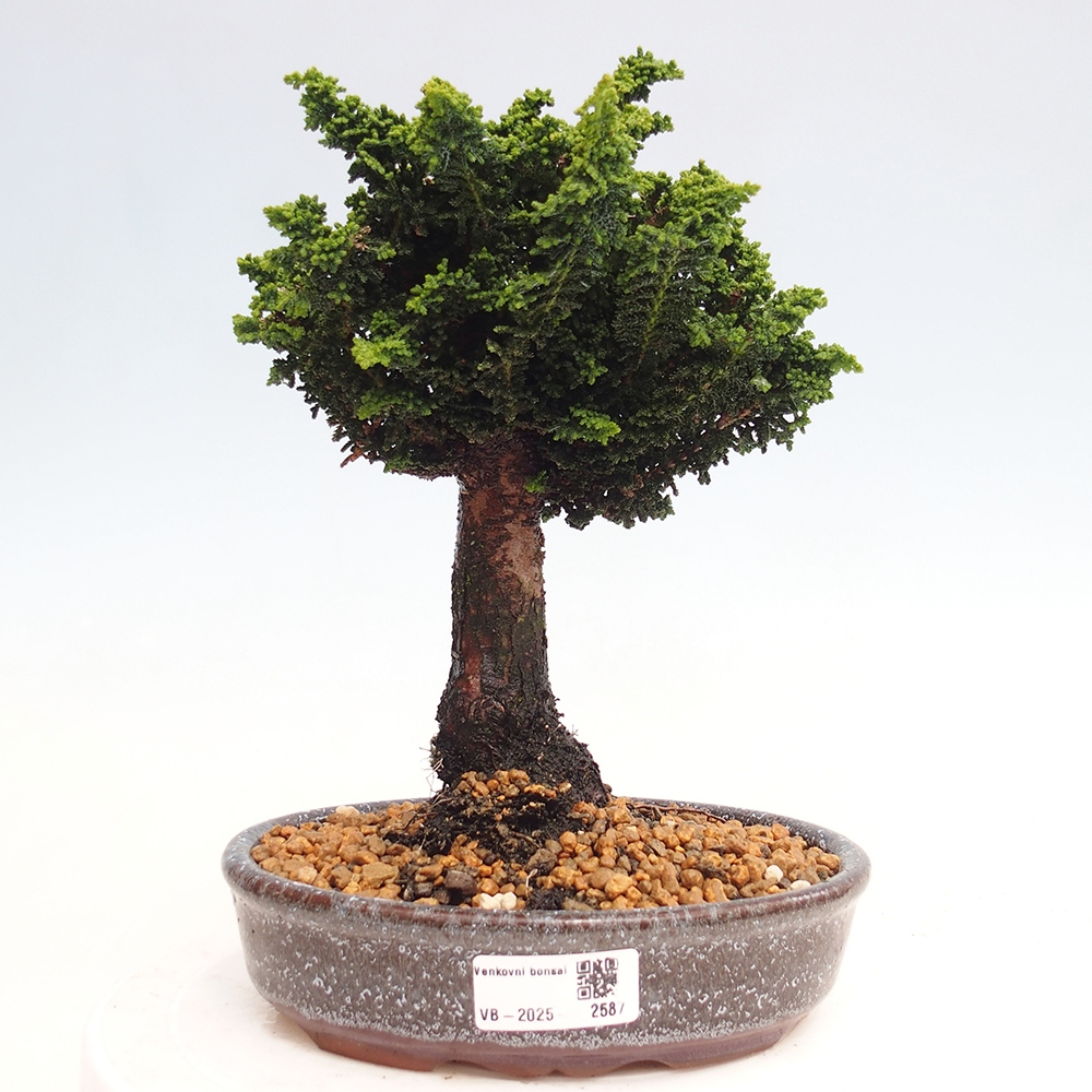 Bonsai zewnętrzne - Cham. obtusa SEKKA HINOKI - Cyprys