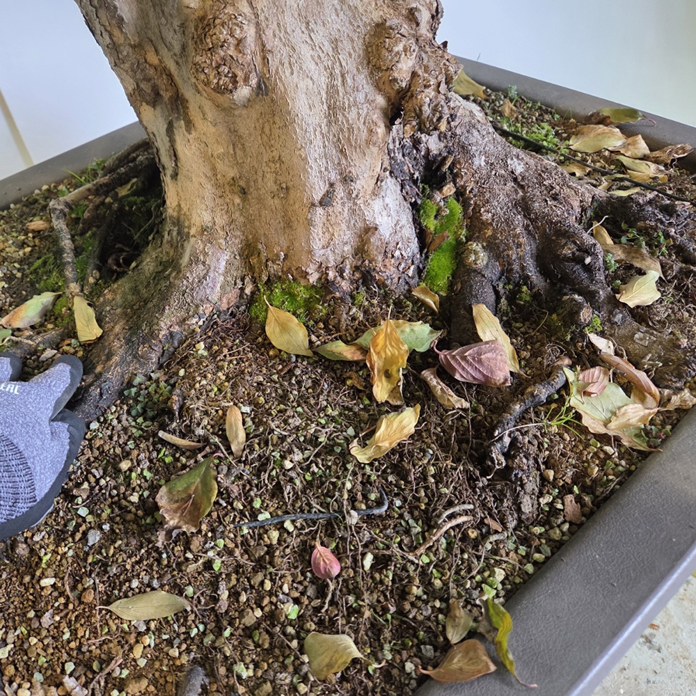 Dereń bonsai na zewnątrz - Cornus Mas