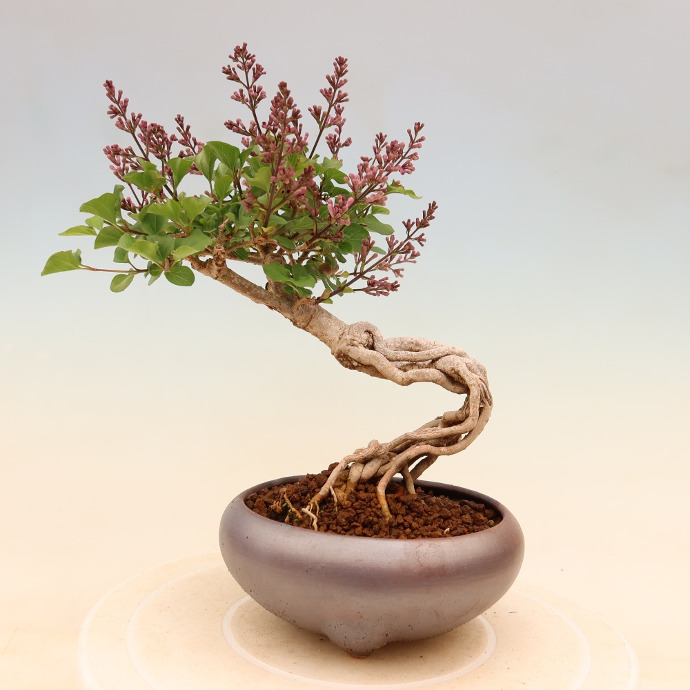 Outdoor bonsai - Syringa microphylla - liliowiec drobnokwiatowy