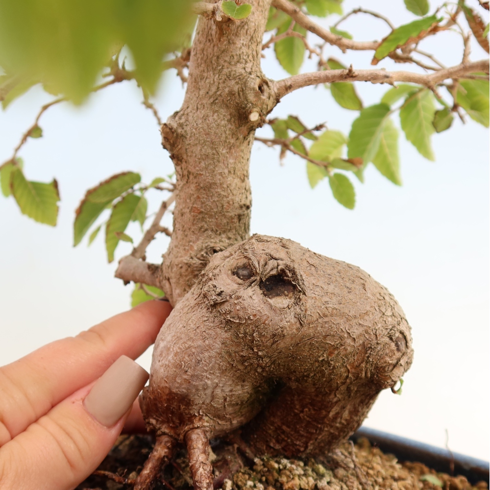 Outdoor bonsai - Carpinus CARPINOIDES - grab koreański