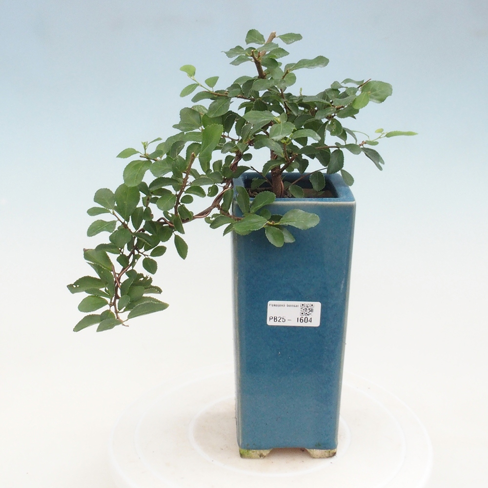 Kryty bonsai - Grewia occidentalis - Lawendowa gwiazda
