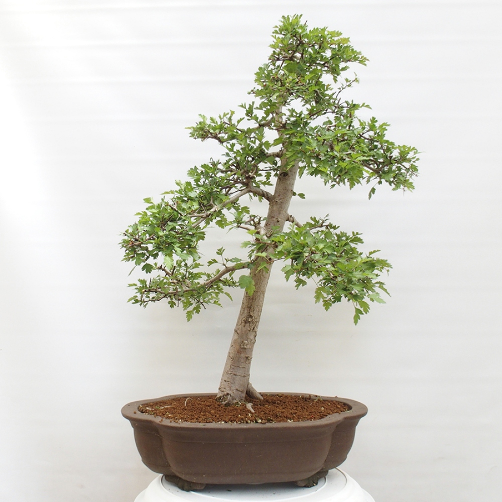 Bonsai zewnętrzne - Głóg - Crataegus monogyna