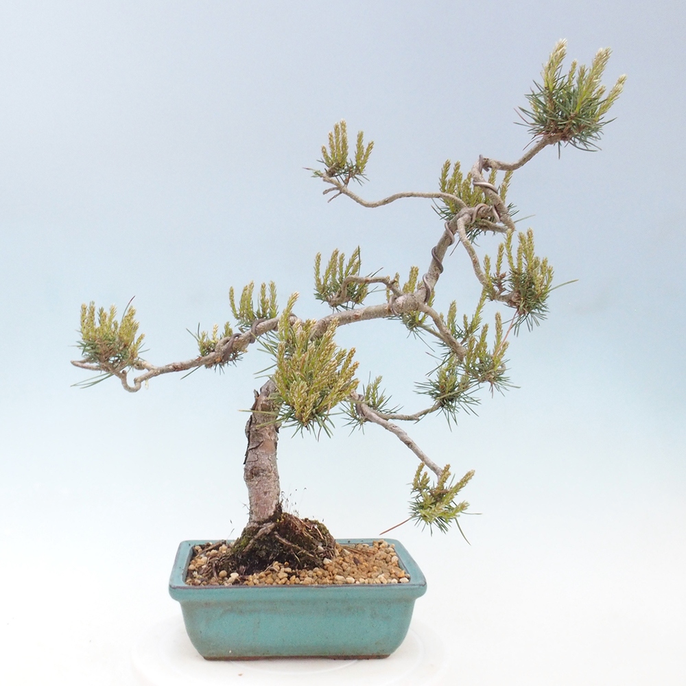 Outdoor bonsai - Pinus Sylvestris - sosna zwyczajna