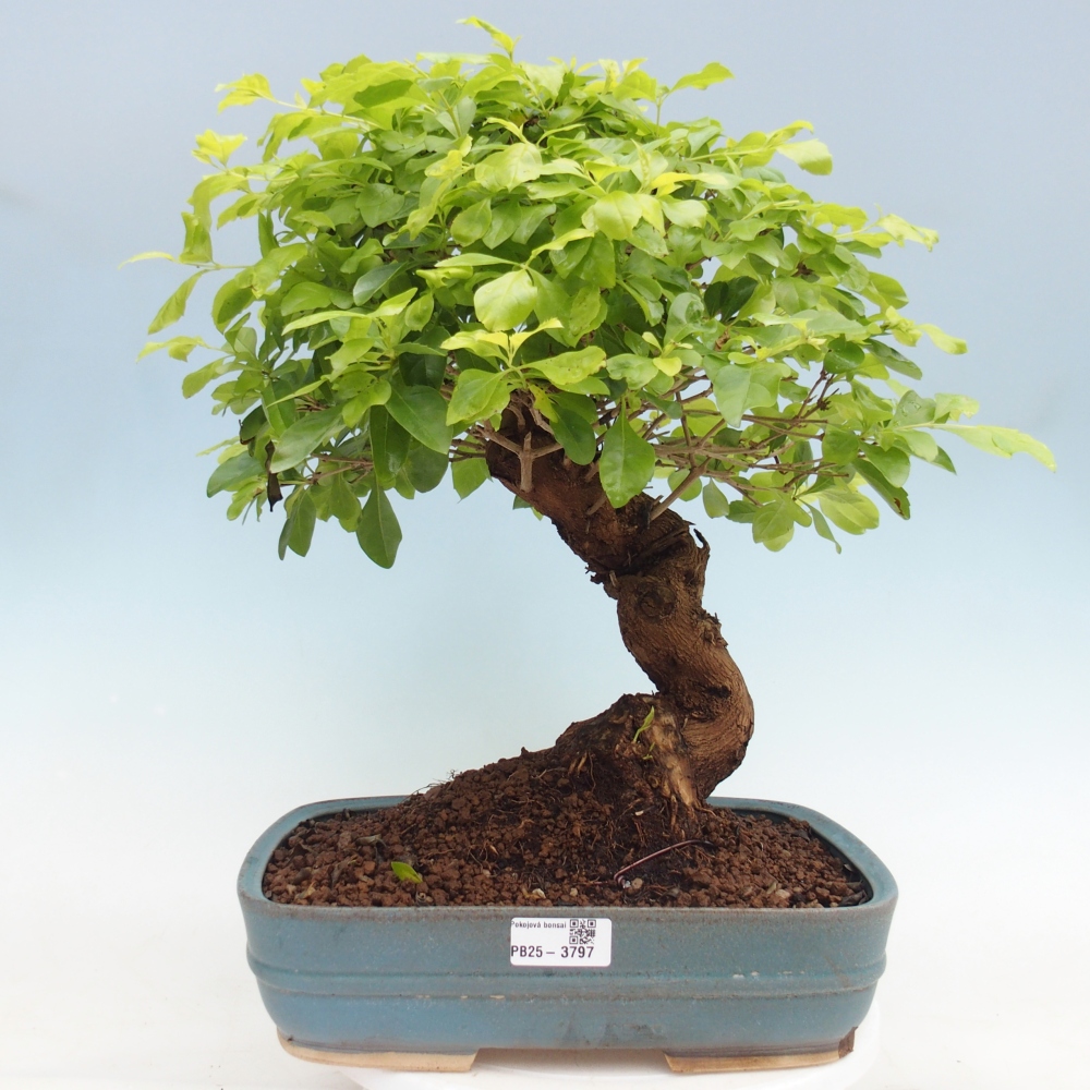 Bonsai pokojowe - Duranta erecta Aurea - WYŁĄCZNIE ODBIÓR OSOBISTY lub transport paletowy